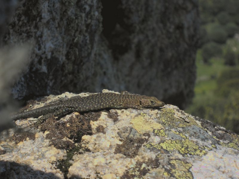 Lucertole del Bedriaga....tra i graniti della Gallura